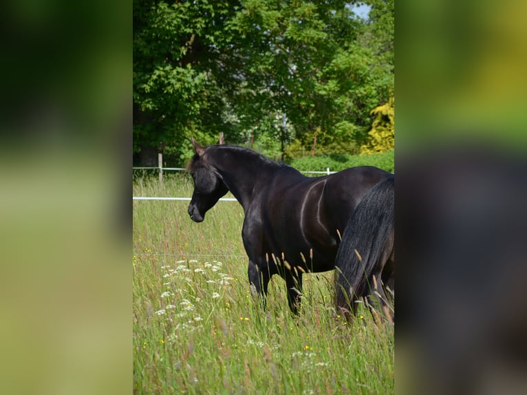 Vollblutaraber Stute 9 Jahre 157 cm Rappe in Waldeck