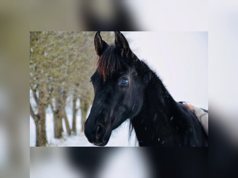 Vollblutaraber Stute 9 Jahre 157 cm Rappe in Waldeck