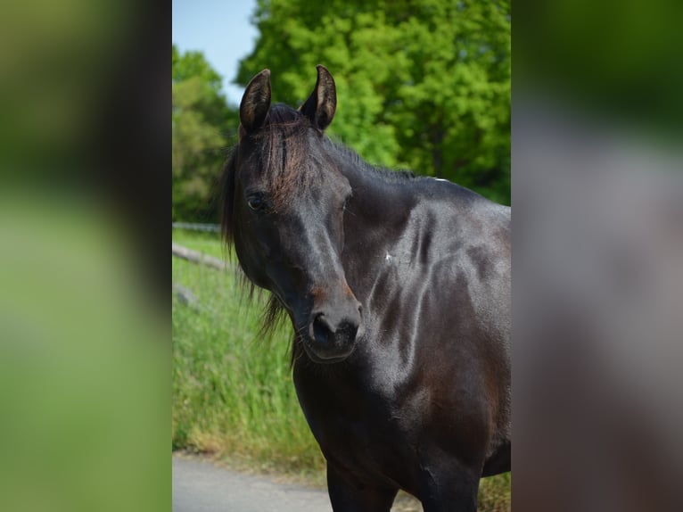 Vollblutaraber Stute 9 Jahre 157 cm Rappe in Waldeck