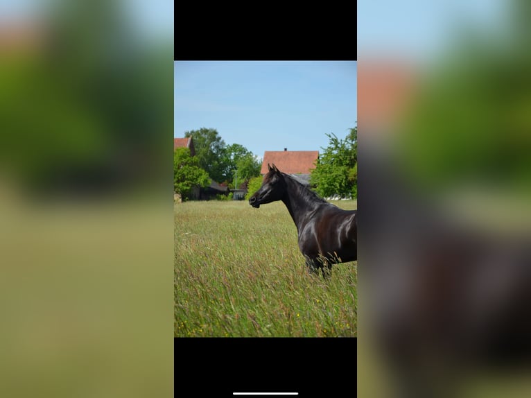 Vollblutaraber Stute 9 Jahre 157 cm Rappe in Waldeck