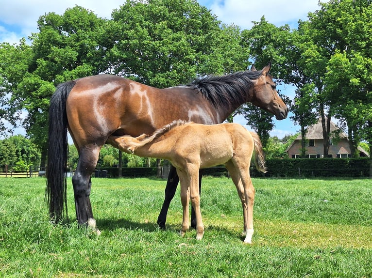 Vollblutaraber Stute 9 Jahre 158 cm Dunkelbrauner in Wapse
