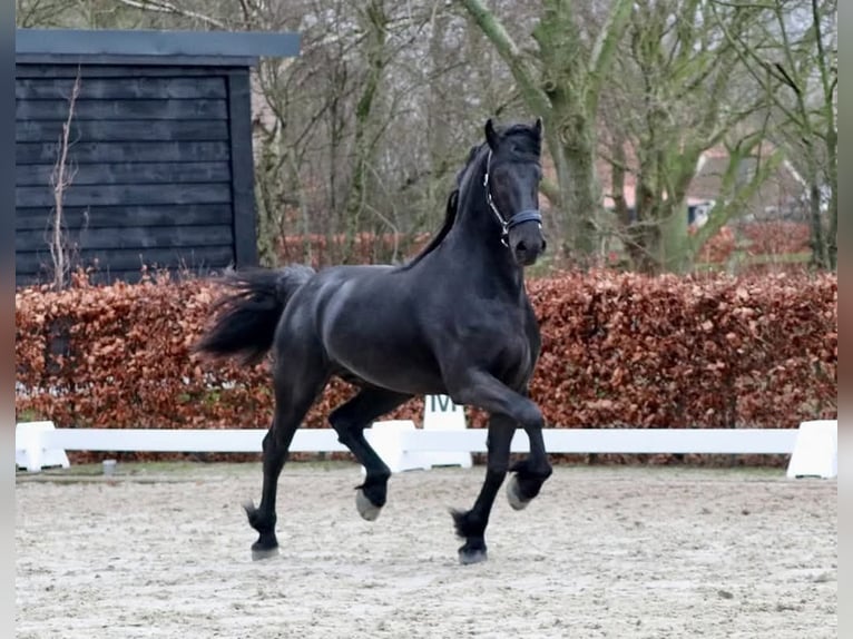 Vollblutaraber Stute 9 Jahre 158 cm Dunkelbrauner in Wapse