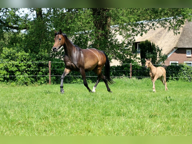 Vollblutaraber Stute 9 Jahre 158 cm Dunkelbrauner in Wapse