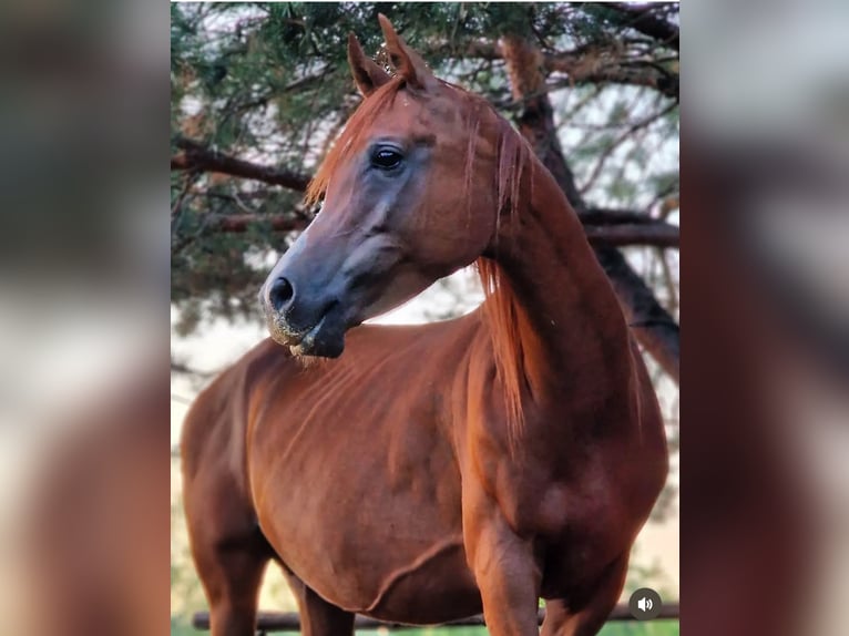 Vollblutaraber Stute 9 Jahre 158 cm Fuchs in Ewelin