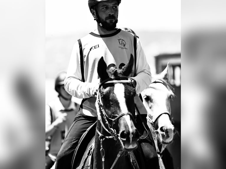 Vollblutaraber Stute 9 Jahre 159 cm Brauner in Ankara