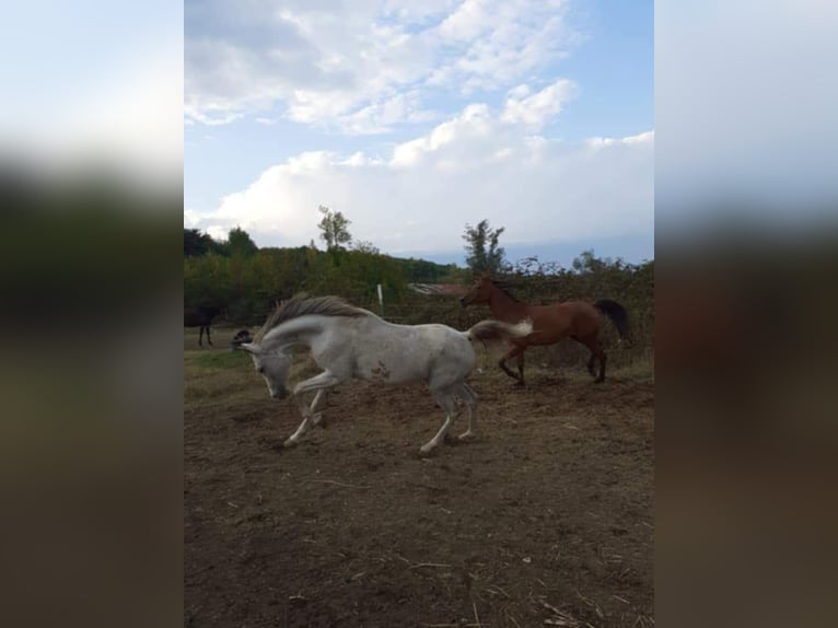 Vollblutaraber Stute  130 cm in Assenovgrad