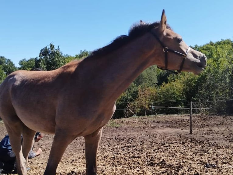 Vollblutaraber Stute  130 cm in Assenovgrad