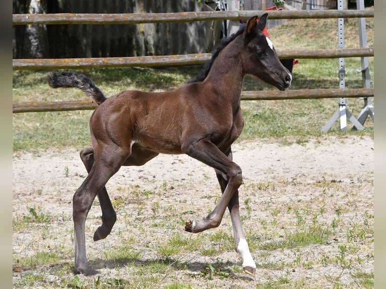 Vollblutaraber Stute  153 cm Rappe in M&#xF6;rsdorf