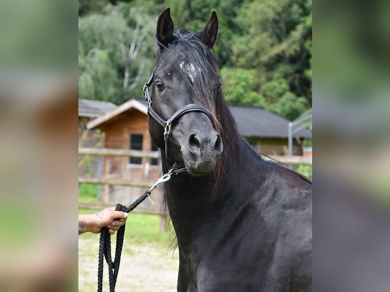 Vollblutaraber Stute  153 cm Rappe in M&#xF6;rsdorf