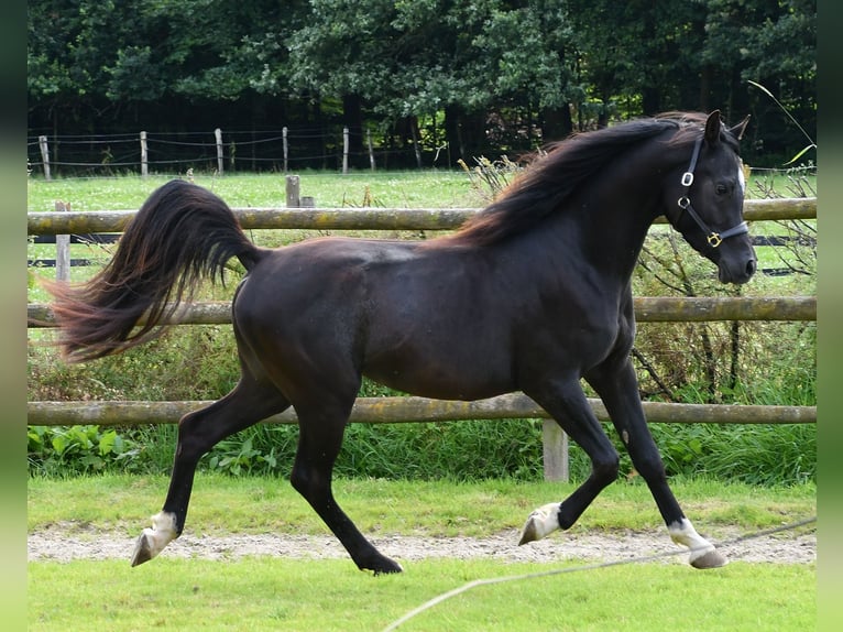 Vollblutaraber Stute  153 cm Rappe in M&#xF6;rsdorf