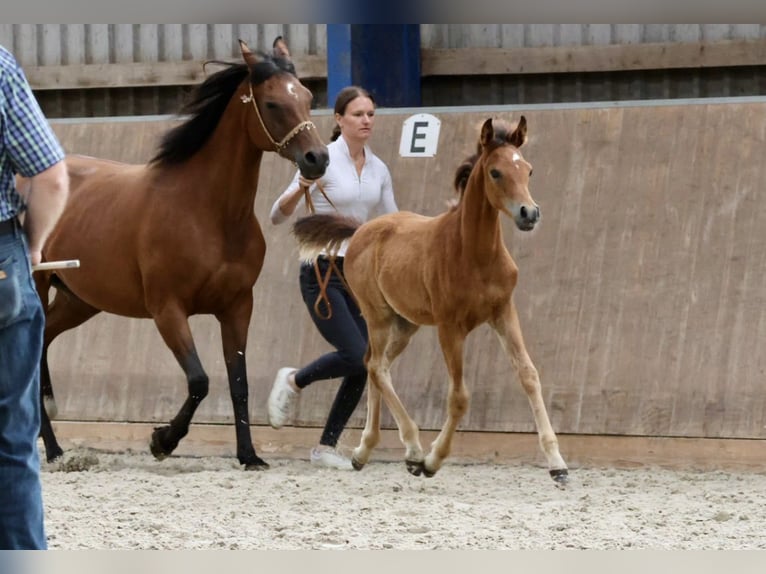 Vollblutaraber Stute  158 cm Brauner in Bad Oldesloe