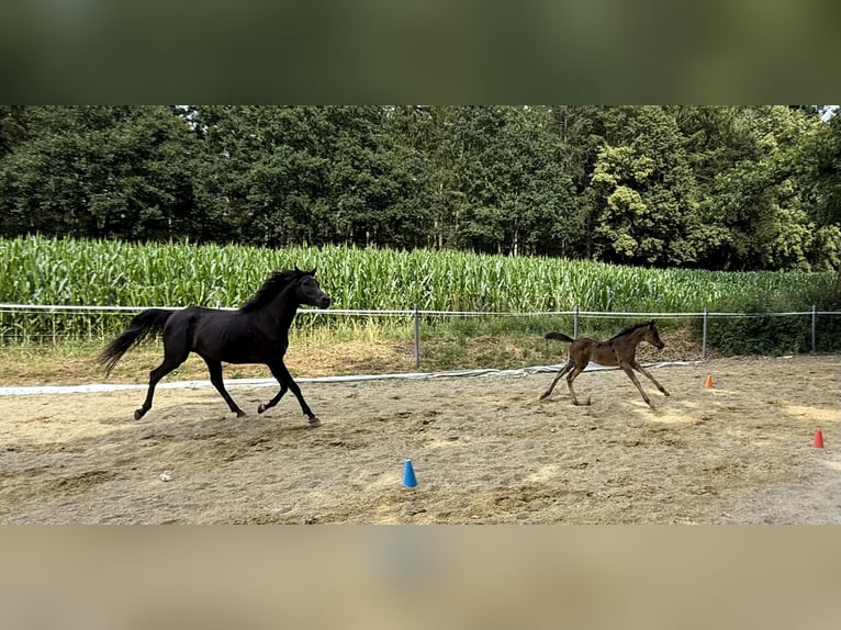 Vollblutaraber Stute  Rappe in Mengen
