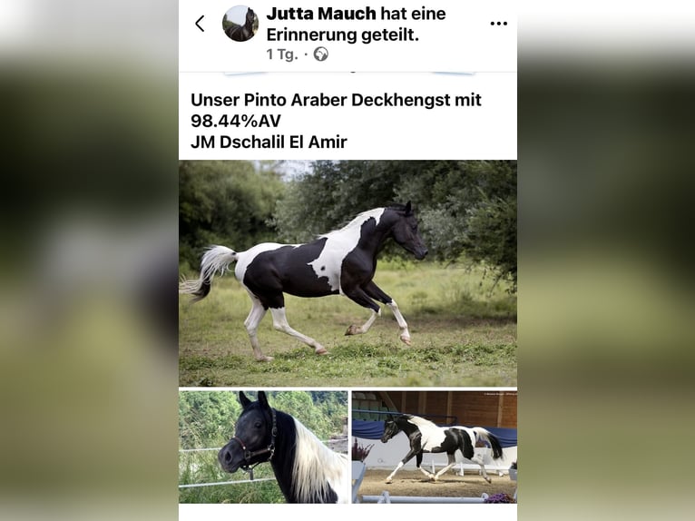 Vollblutaraber Stute  Rappe in Mengen