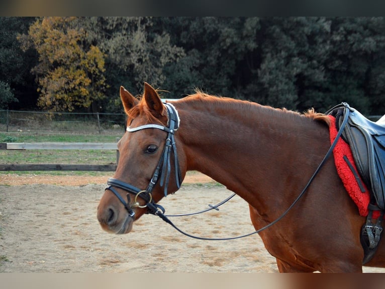 Vollblutaraber Wallach 10 Jahre 148 cm Fuchs in Pedrinya (Ajuntament Crespia)