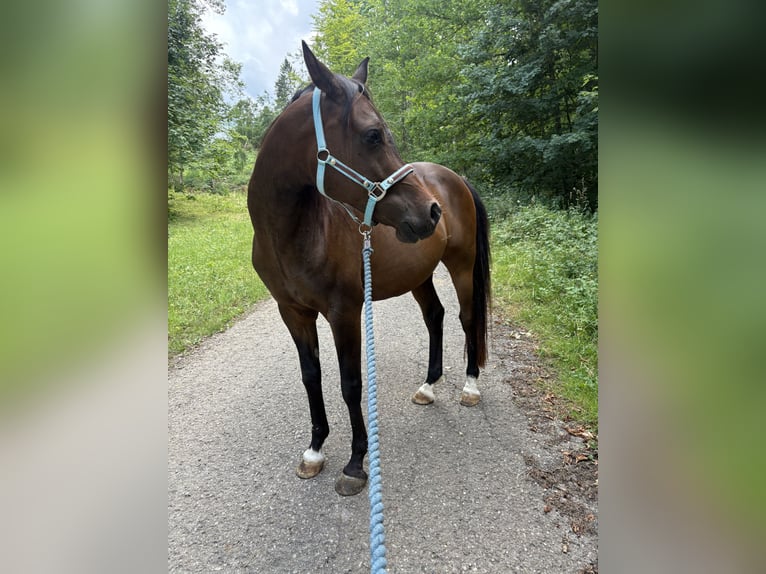 Vollblutaraber Wallach 10 Jahre 150 cm Brauner in Rosenfeld