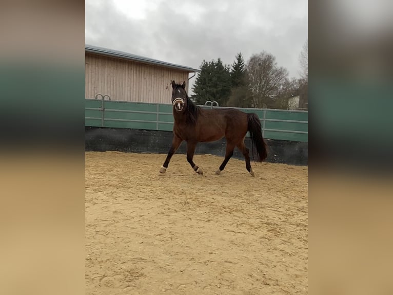 Vollblutaraber Wallach 10 Jahre 150 cm Brauner in Rosenfeld