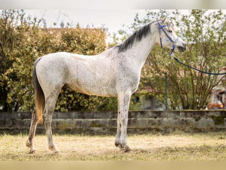 Vollblutaraber Wallach 10 Jahre 152 cm Fliegenschimmel in chanos curson