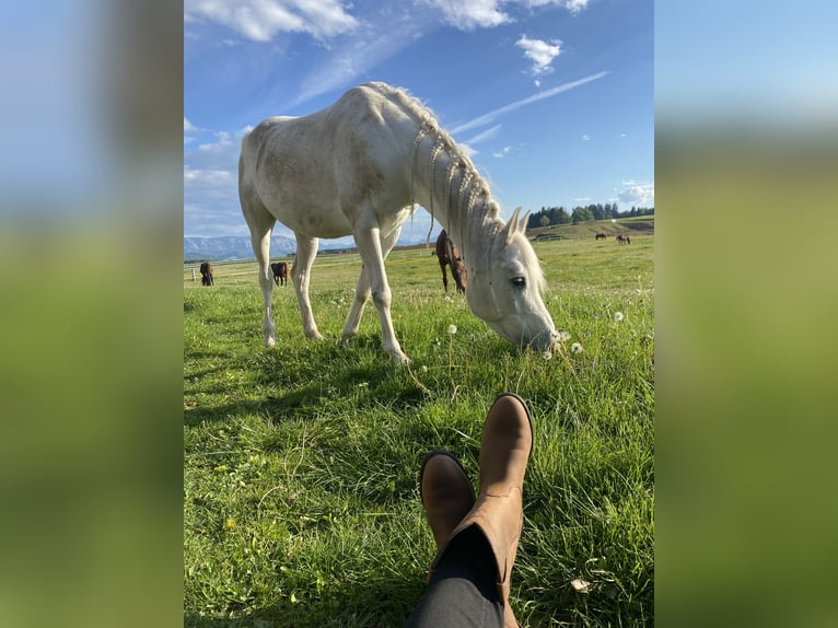 Vollblutaraber Wallach 10 Jahre 152 cm Schimmel in Genstetten