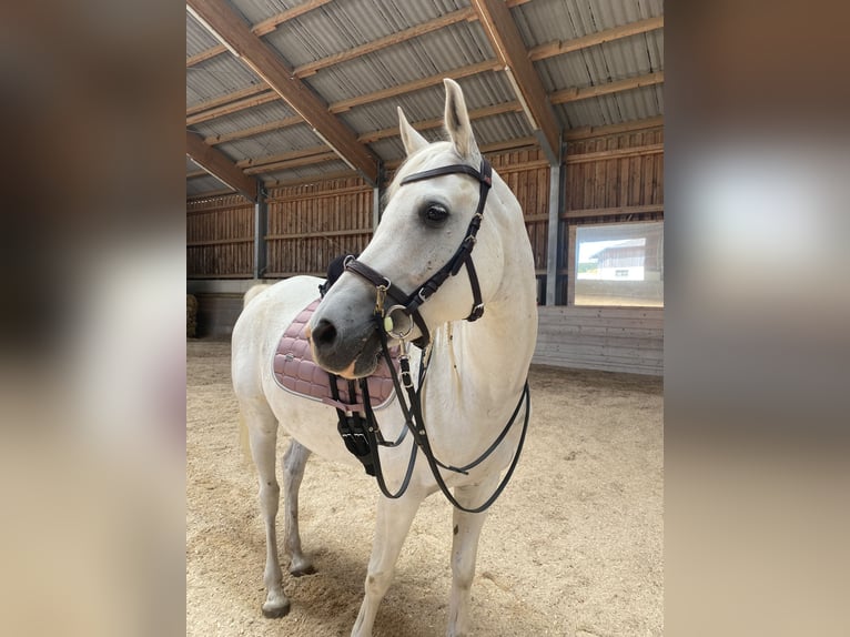 Vollblutaraber Wallach 10 Jahre 152 cm Schimmel in Genstetten