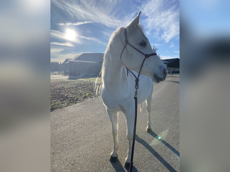 Vollblutaraber Wallach 10 Jahre 152 cm Schimmel in Genstetten