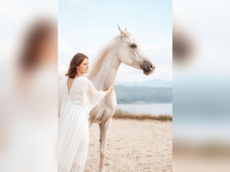 Vollblutaraber Wallach 10 Jahre 152 cm Schimmel in Genstetten