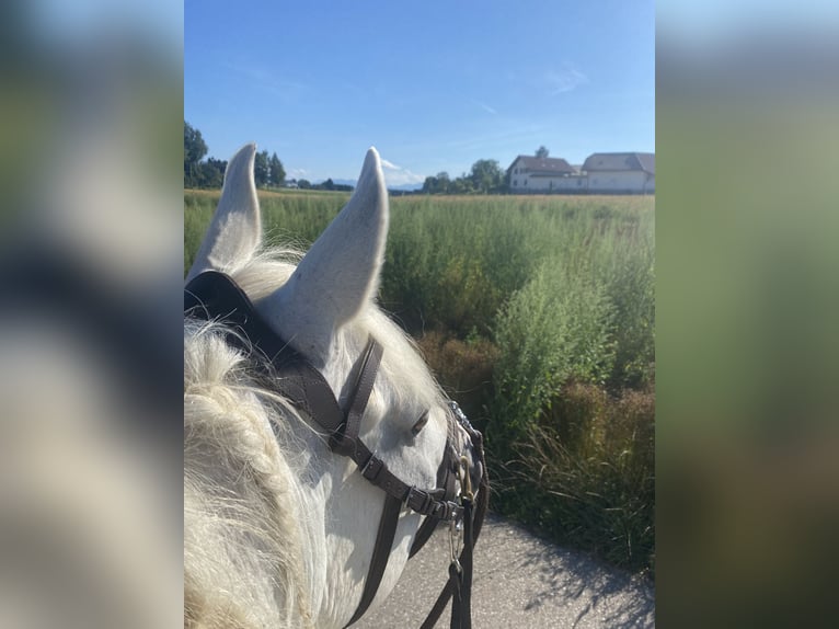 Vollblutaraber Wallach 10 Jahre 152 cm Schimmel in Genstetten