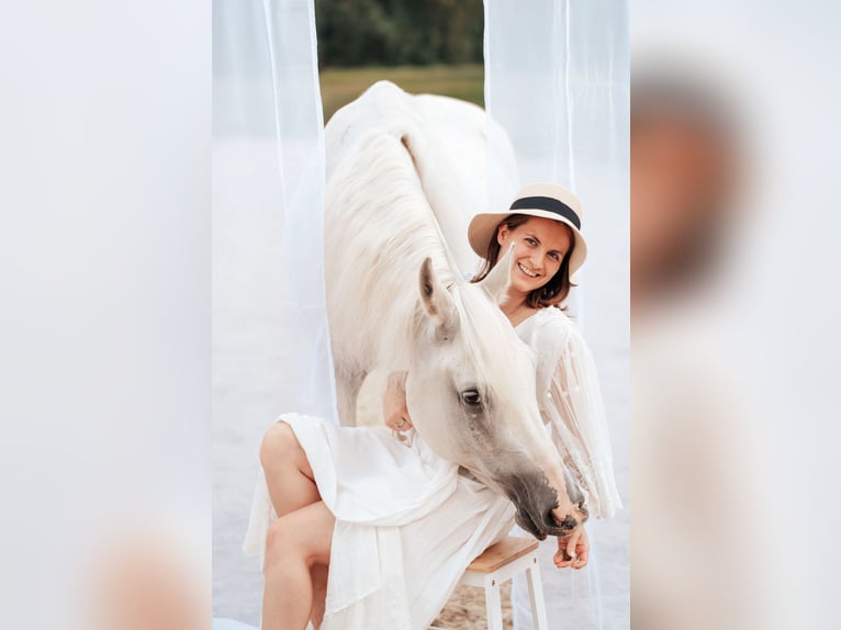 Vollblutaraber Wallach 10 Jahre 152 cm Schimmel in Genstetten