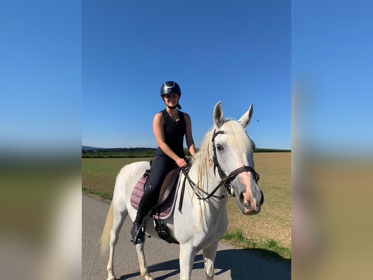 Vollblutaraber Wallach 10 Jahre 152 cm Schimmel in Genstetten