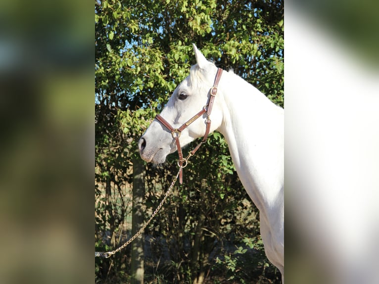 Vollblutaraber Wallach 10 Jahre 152 cm White in Saint-Alban-d&#x27;Ay