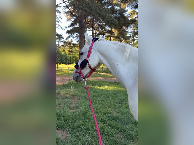Vollblutaraber Wallach 10 Jahre 152 cm White in Saint-Alban-d&#x27;Ay