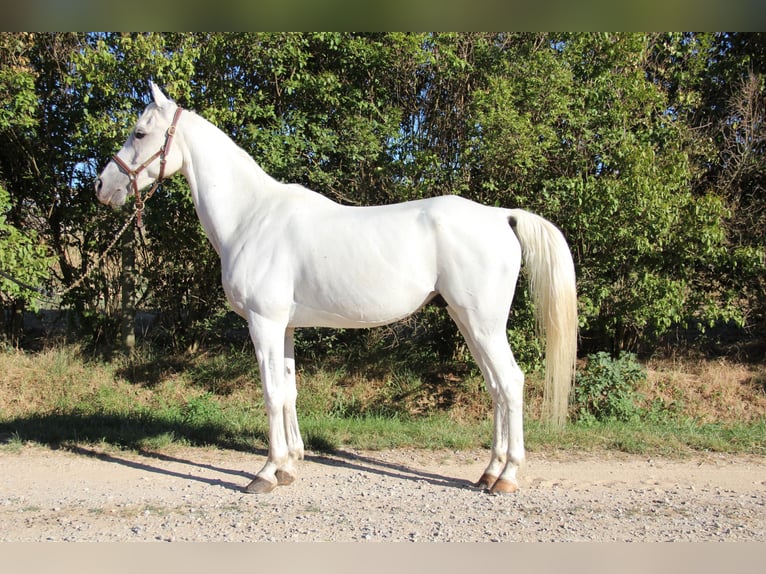 Vollblutaraber Wallach 10 Jahre 152 cm White in Saint-Alban-d&#x27;Ay