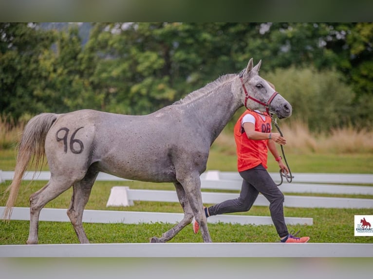 Vollblutaraber Wallach 10 Jahre 153 cm Schimmel in Straubing