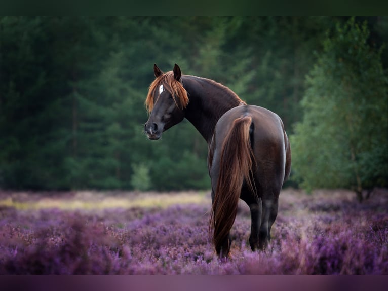 Vollblutaraber Wallach 10 Jahre 154 cm Dunkelfuchs in Emkendorf