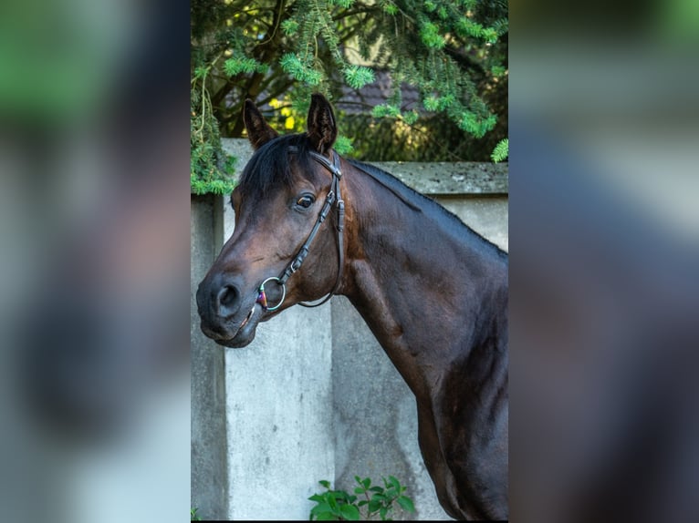Vollblutaraber Wallach 10 Jahre 159 cm Brauner in Wawrów