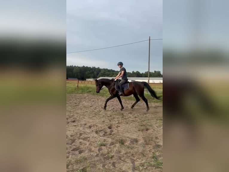 Vollblutaraber Wallach 10 Jahre 159 cm Brauner in Wawrów