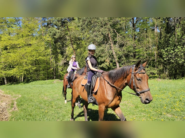 Vollblutaraber Mix Wallach 10 Jahre 160 cm Hellbrauner in Takern II