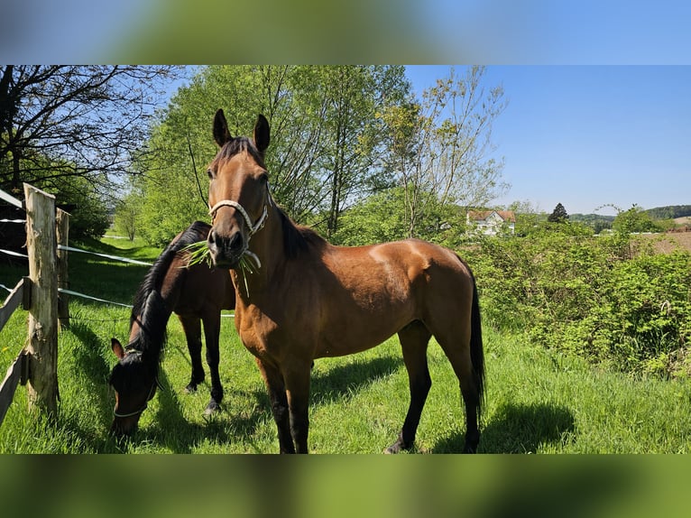 Vollblutaraber Mix Wallach 10 Jahre 160 cm Hellbrauner in Takern II