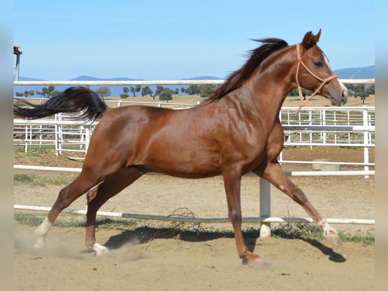 Vollblutaraber Wallach 11 Jahre 145 cm Dunkelfuchs in Haro