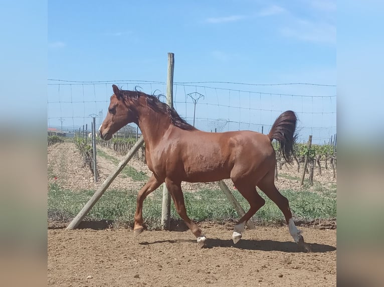 Vollblutaraber Wallach 11 Jahre 145 cm Dunkelfuchs in Haro