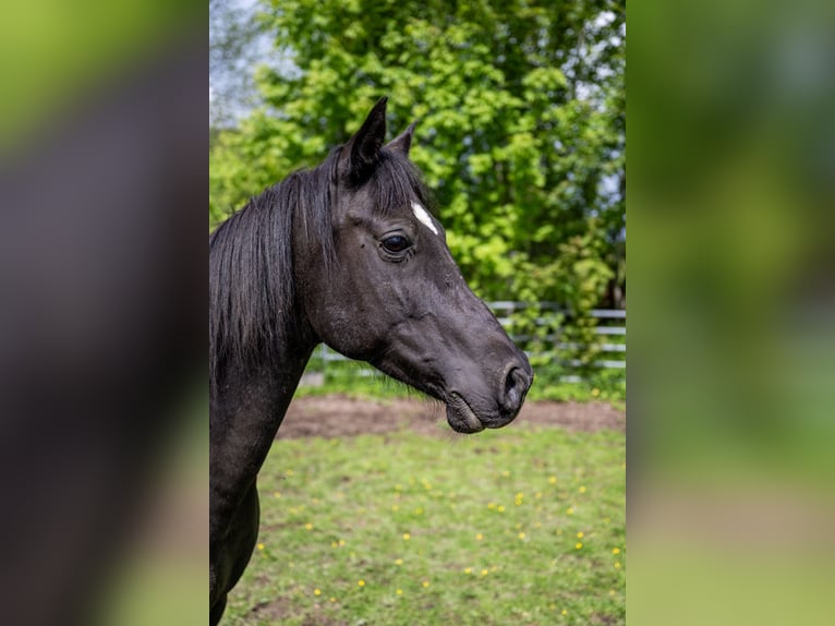 Vollblutaraber Wallach 11 Jahre 145 cm Rappe in Corcelles BE