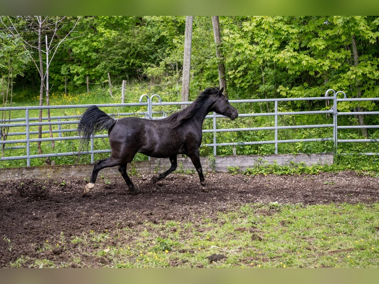 Vollblutaraber Wallach 11 Jahre 145 cm Rappe in Corcelles BE