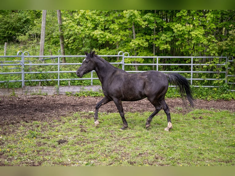 Vollblutaraber Wallach 11 Jahre 145 cm Rappe in Corcelles BE