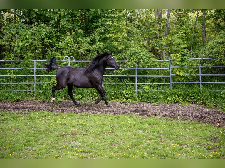 Vollblutaraber Wallach 11 Jahre 145 cm Rappe in Corcelles BE