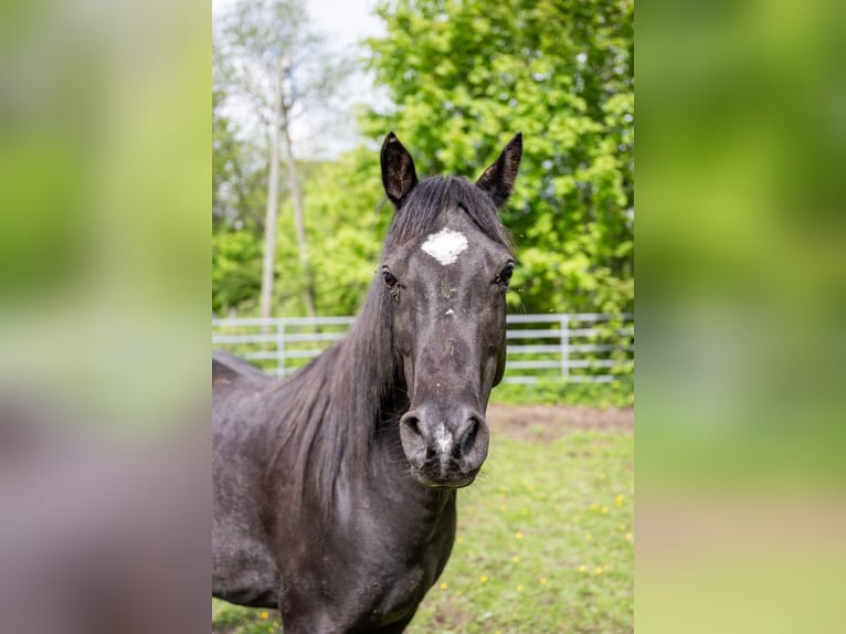 Vollblutaraber Wallach 11 Jahre 145 cm Rappe in Corcelles BE