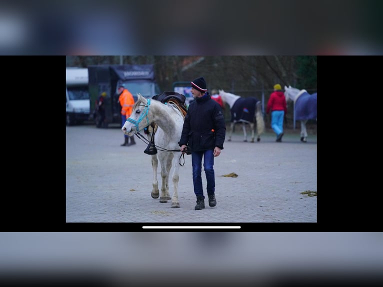 Vollblutaraber Wallach 11 Jahre 154 cm in Dormagen