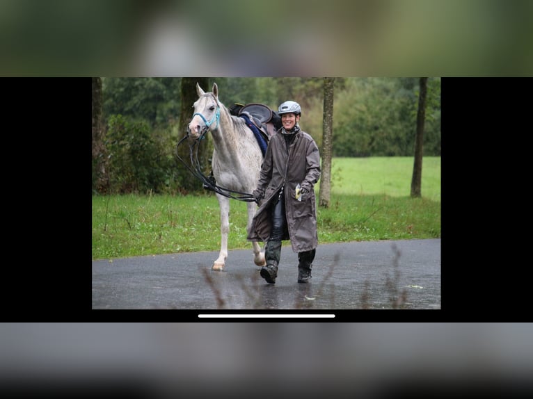 Vollblutaraber Wallach 11 Jahre 154 cm in Dormagen