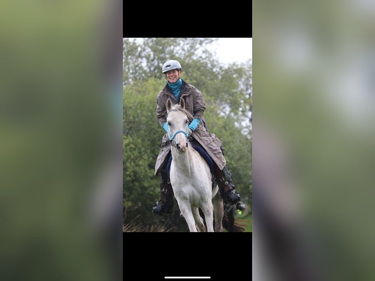 Vollblutaraber Wallach 11 Jahre 154 cm in Dormagen