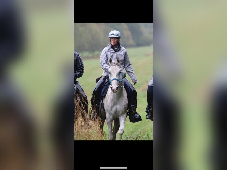 Vollblutaraber Wallach 11 Jahre 154 cm in Dormagen