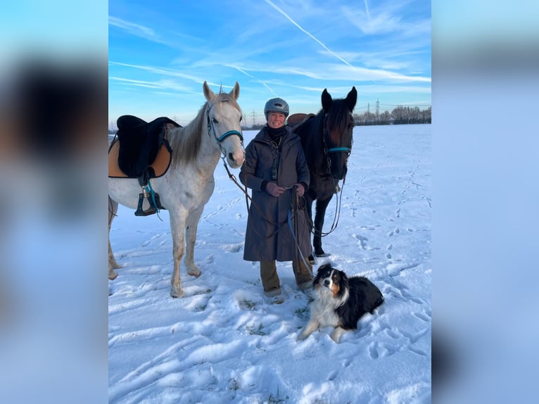Vollblutaraber Wallach 11 Jahre 154 cm Schimmel in Dormagen
