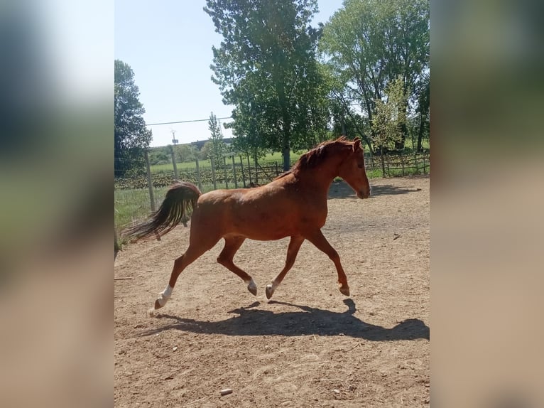 Vollblutaraber Wallach 12 Jahre 145 cm Dunkelfuchs in Haro